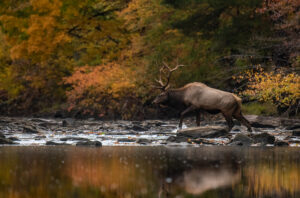 Bull Elk in Autumn at the Great Smokey Mountains National Park