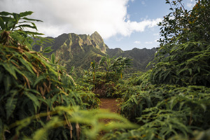 On the ridges of IOA Valley hike, unreal Hawaiian rainforest