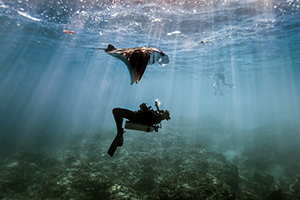 Scuba diver in great barrier reef encountering manta ray