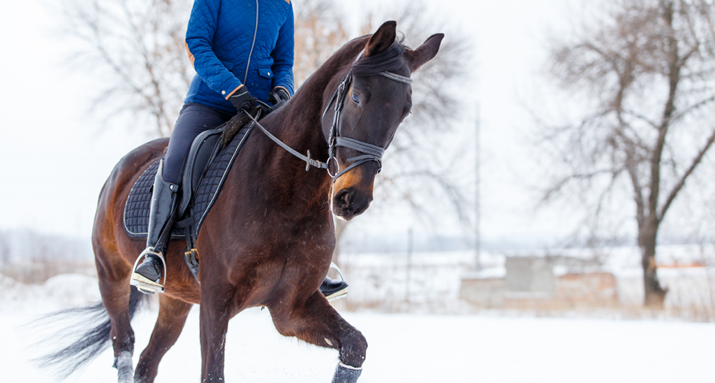 Horse and rider in snow